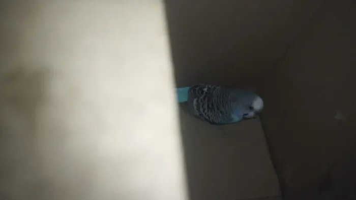 Perikito