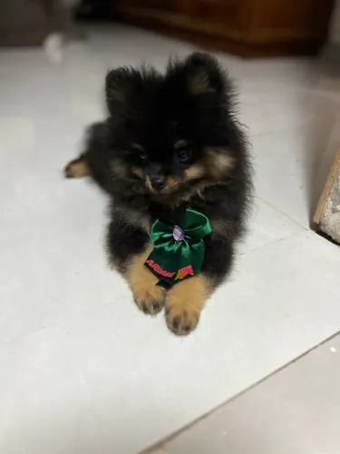 Filhote de Lulu da pomerânia
