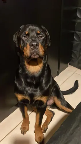 Doação de rottweiler macho - 1 ano e 4 meses