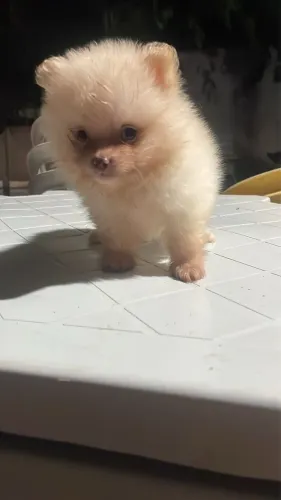 Spitz alemão macho branco 