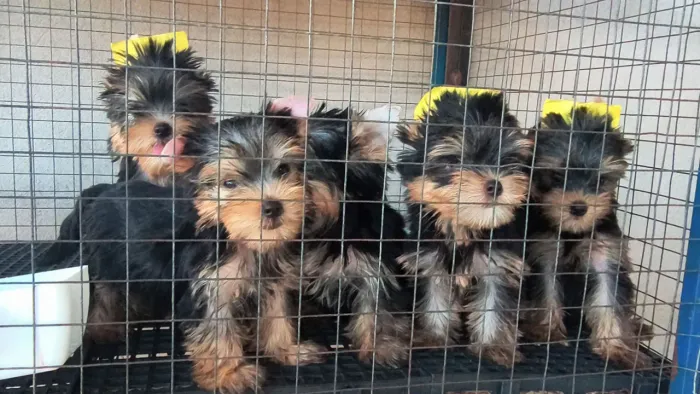 Yorkshire Terrier Pedigree cbkc