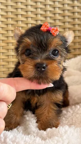 Yorkshire Terrier fêmea fofa, super ativa e alegre. Alegria certa para o seu lar!