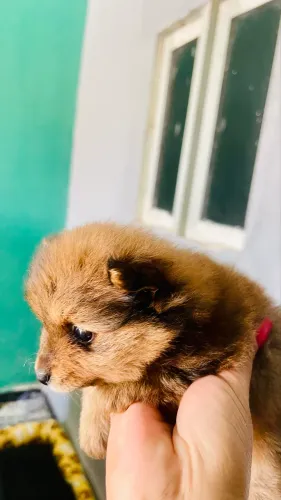 Lulu da Pomerania