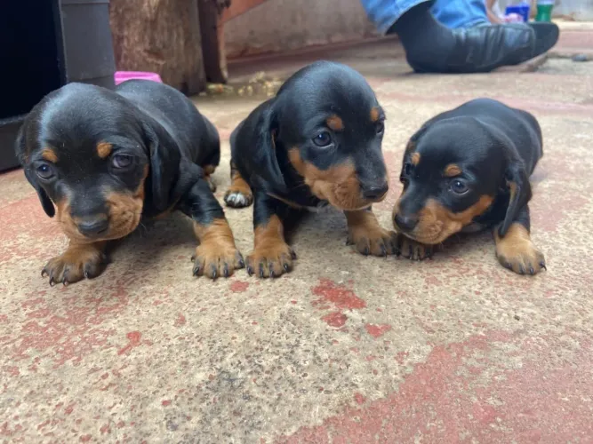 Dachshund fêmea 