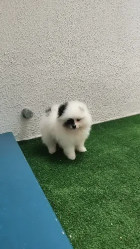 Macho particolor a pronta entrega Lulu da Pomerânia anão