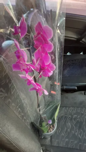 ORQUÍDEA NATURAL, LINDA E MARAVILHOSA O PRESENTE PERFEITO PARA O DIA DOS NAMORADOS.