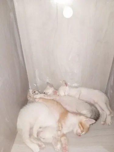 Estou doando 4 gatinhos macho.