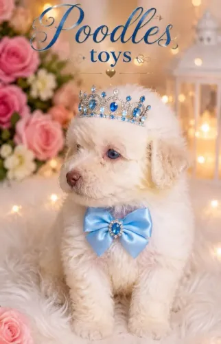 Poodle toy : Olhos azuis muito lindo ele!