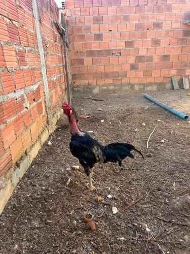 Vendo galo