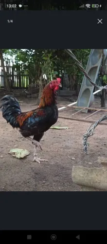 Galo carioca