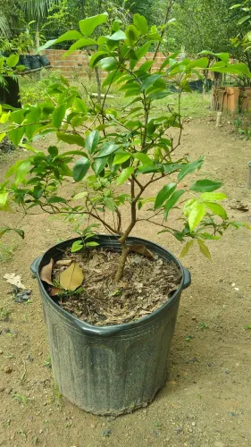 Mudas de Jabuticaba 70 cm