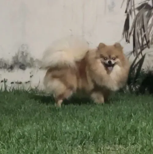 Macho laranja spitz alemão 