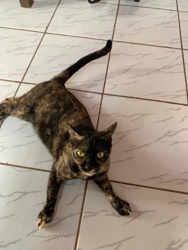 Gatinha fêmea