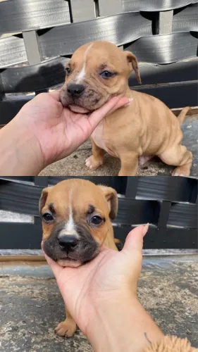 Filhotes American bully