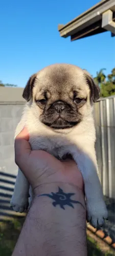Pug abricot 