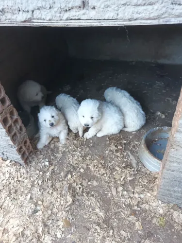 Lindos filhotes de Pastor Maremano Abruzês 