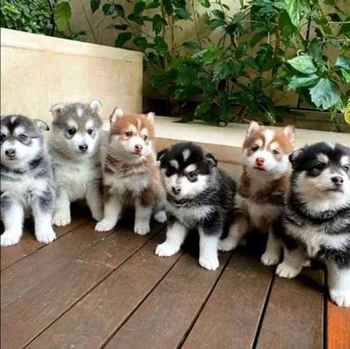 Husky siberiano Um filhotinho para compartilhar amor sem limites
