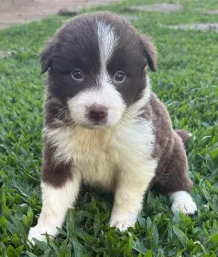 Border collie Teresópolis 