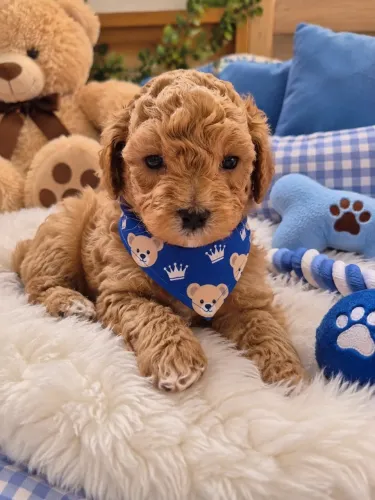 Super lindinho filhote de poodle macho