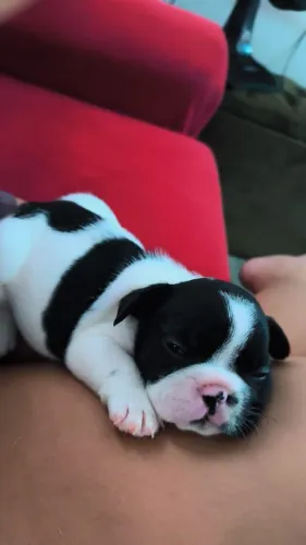 Cachorros buldogues francês 