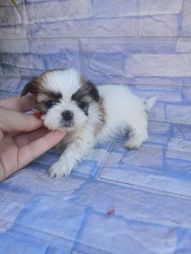 Shitzu machinho mini tricolor