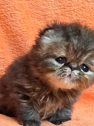 Gata persa fêmea