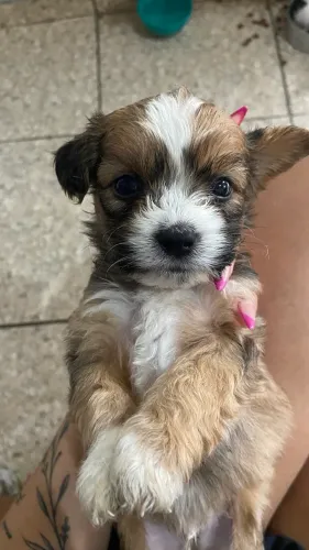Filhotes de shih Tzu com gold mestiço