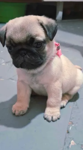 Filhote Pug fêmea