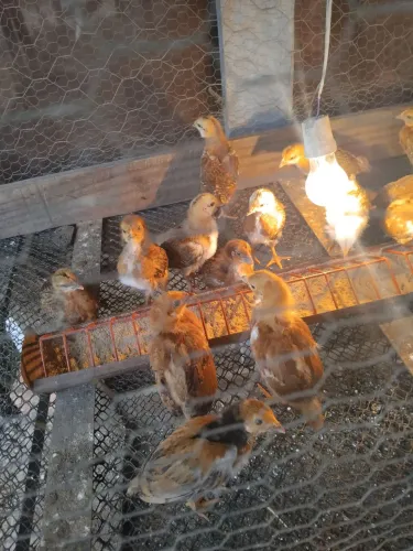Pintinhos de poedeiras!!