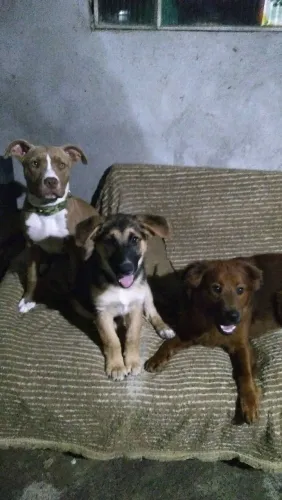 CACHORRO PORTE M MISTURADO COM PASTOR ALEMÃO