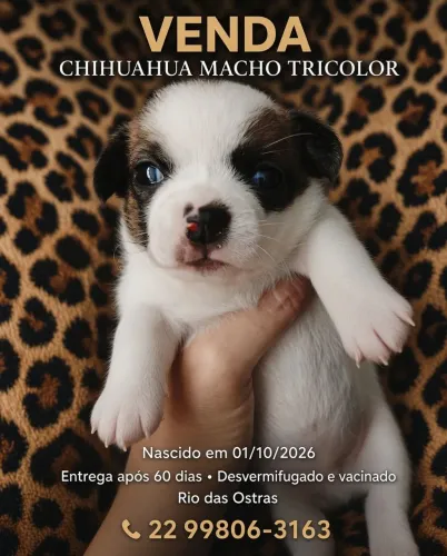 Chihuahua Macho Tricolor para Reserva ? Rio das Ostras
