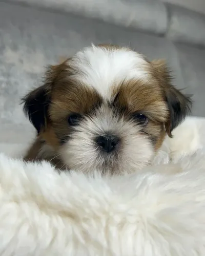 Shih Tzu tornando sua rotina mais feliz