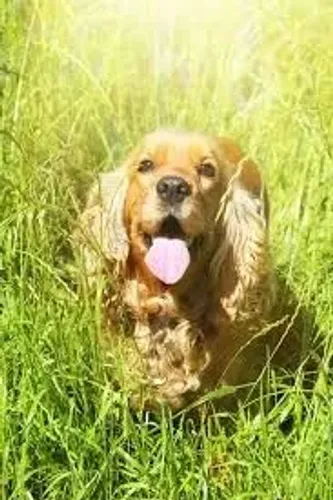 cocker spaniel Leve e amoroso