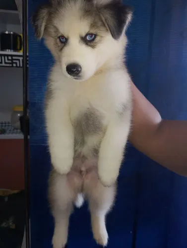 um husky seberiano 