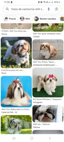 Estou procurando um cachorro de pequeno porte para adoção. 