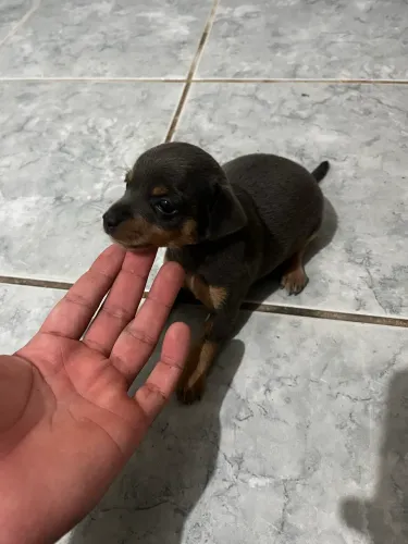 Pinche cinza filhote 