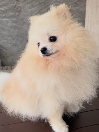 Lindo Lulu altíssimo padrão 