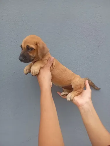 Teckel salsicha cruzado com poodle filhote fêmea.