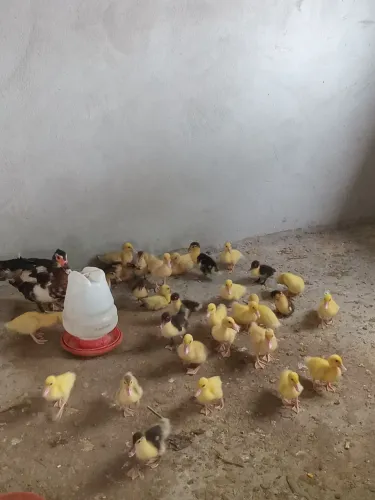 Patinhos 