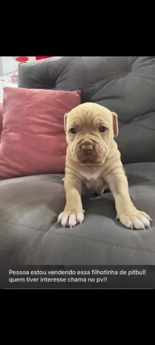 Vendo Filhote de Pitbull fêmea !!!