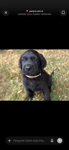 Labrador