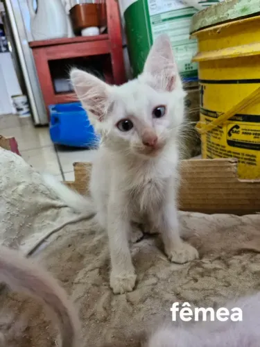 Gatinhos para doação