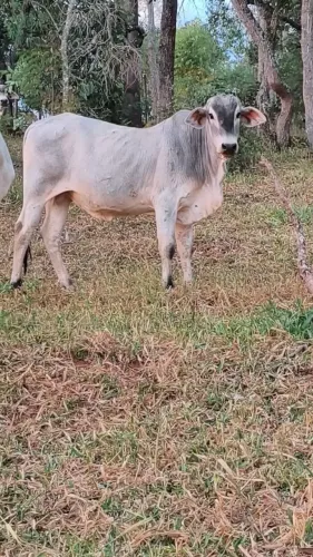 Vendo bezerro tabane,l 1 ano e 8 mês na região de Medeiros Itatiaiuçu 