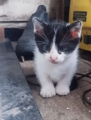 Gatos pra doação novos 