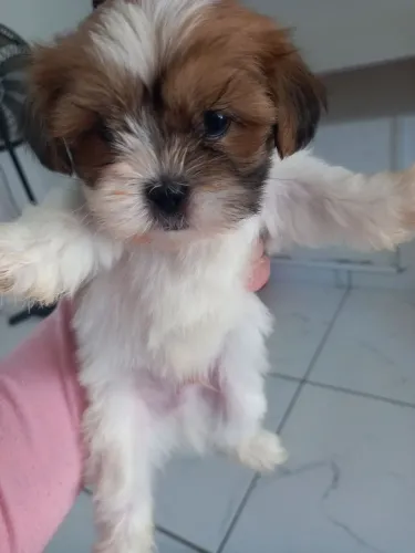 Filhotes disponíveis macho fêmea 