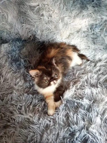 Gatinha persa exótico tricolor 