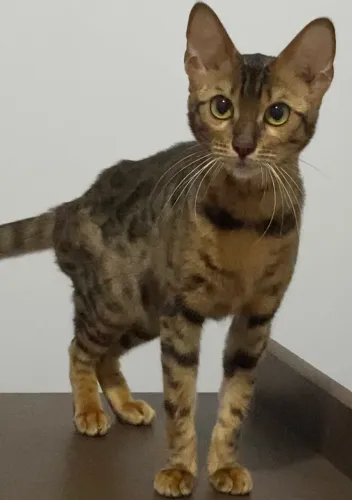 Gato Bengal Femea