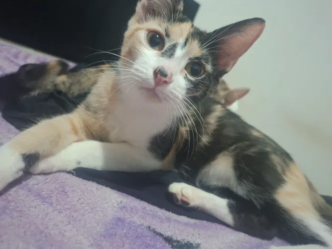 Gata filhote doação