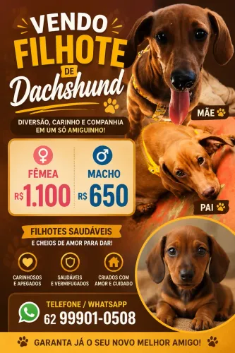 Vendo filhotes de Dachshund