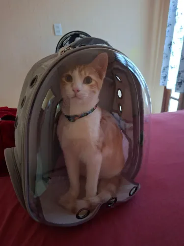 Mochila transporte Pet